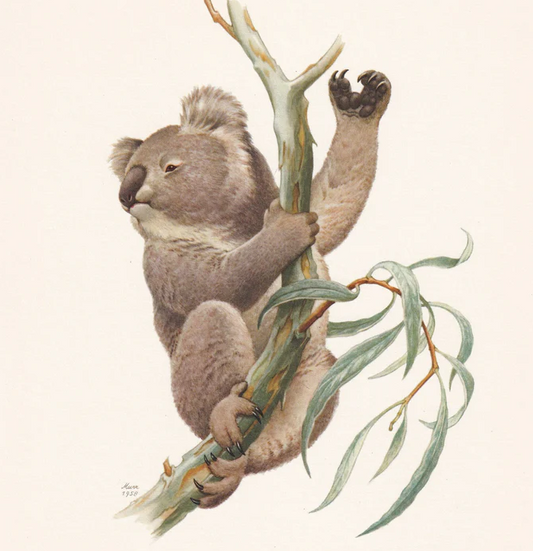 1960 KOALA Print - Vintage Animal Wall Art - Vintage Marsupial Print - 7.5 x 10.6 Inches