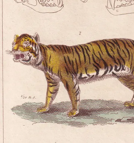 1834 TIGER & HYENA Print - Hand-Coloured Antique Print - Cuvier - Animal Wall Art - Animal Gift Decor - 5.3 x 8.2 Inches