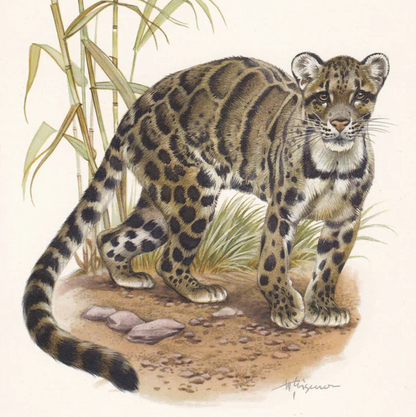 1960 CLOUDED LEOPARD Print - Vintage Animal Wall Art - Vintage Big Cat Print - 7.5 x 10.6 Inches