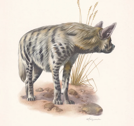 1960 STRIPED HYENA Print - Vintage Animal Wall Art - 7.5 x 10.6 Inches