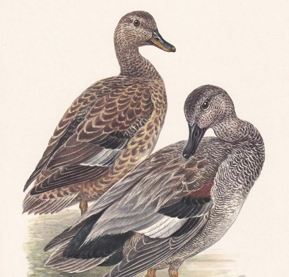 1960 GADWALL DUCK Bird Print - Vintage Bird Print - Bird Illustration - Bird Wall Art - Bird Decor - 7.5 x 10.6 Inches