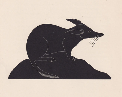 1929 RABBIT BANDICOOT Print Wood Engraving - Bandicoot Wall Art - Zoology Print - Wildlife - Antique Animal Print - 8 x 7.25 Inches