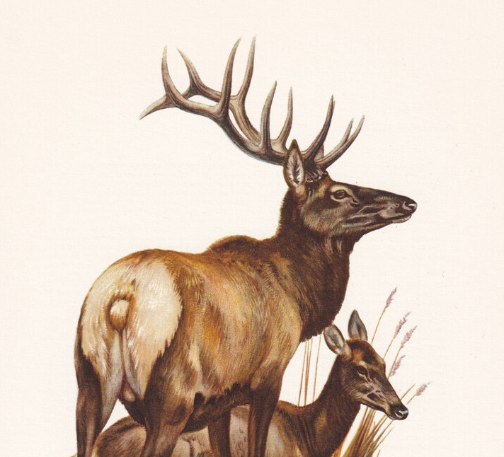 1960 ELK aka WAPITI Print - Vintage Animal Wall Art - 7.5 x 10.6 Inches