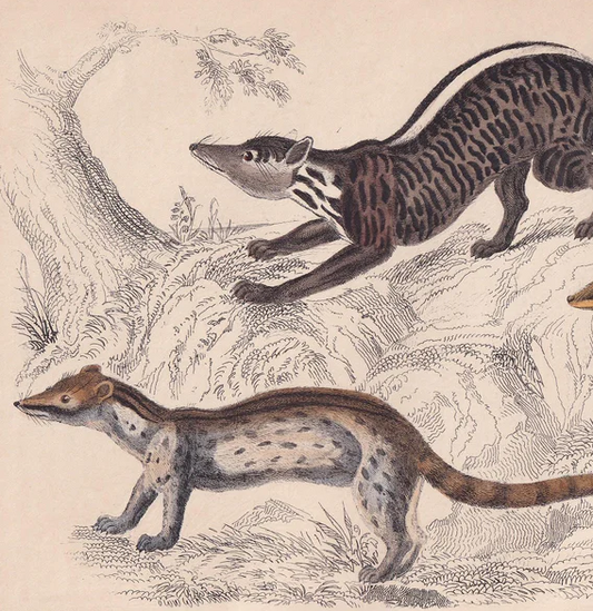 1850 CIVET & GENET Print - Original Hand-Coloured Engraving - Genet Wall Art - Antique Animal Lithograph - Genet Decor - 10 x 6.4 Inches