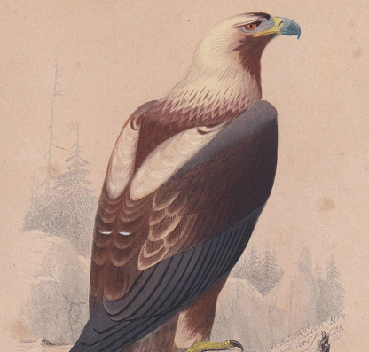 1861 EASTERN IMPERIAL EAGLE Bird Print - Hand-Coloured Antique Print - Orbigny - Animal Wall Art - Gift Decor - 5.75 x 9.75 Inches