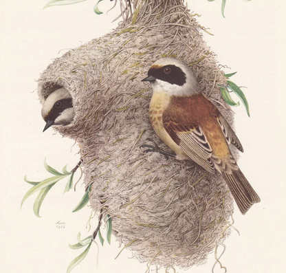 1960 PENDULINE TIT Bird Print - Vintage Bird Print - Bird Illustration - Bird Wall Art - Bird Decor - 7.5 x 10.6 Inches