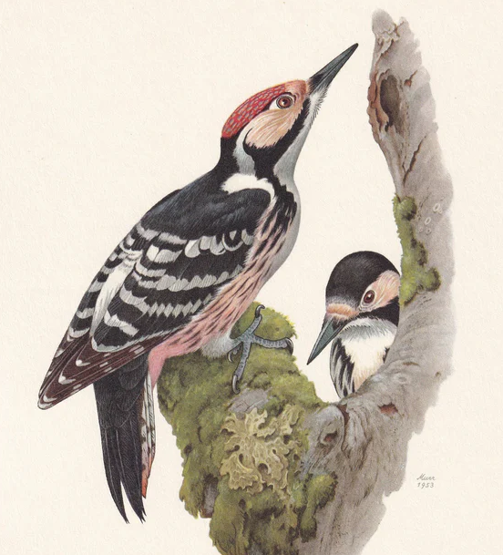 1960 WHITE-BACKED WOODPECKER Bird Print - Vintage Bird Print - Bird Illustration - Bird Wall Art - Bird Decor - 7.5 x 10.6 Inches