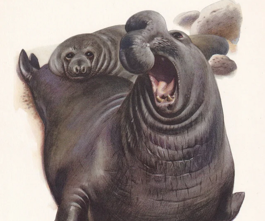 1960 SOUTHERN ELEPHANT SEAL Print - Vintage Animal Wall Art - 7.5 x 10.6 Inches