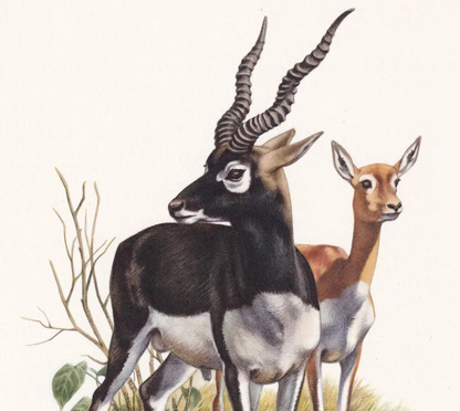 1960 BLACKBUCK ANTELOPE Print - Vintage Animal Wall Art - 7.5 x 10.6 Inches
