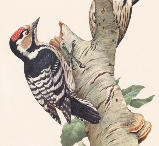 1960 LESSER SPOTTED WOODPECKER Bird Print - Vintage Bird Print - Bird Illustration - Bird Wall Art - Bird Decor - 7.5 x 10.6 Inches