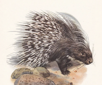1960 CRESTED PORCUPINE Print - Vintage Animal Wall Art - 7.5 x 10.6 Inches
