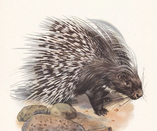 1960 CRESTED PORCUPINE Print - Vintage Animal Wall Art - 7.5 x 10.6 Inches