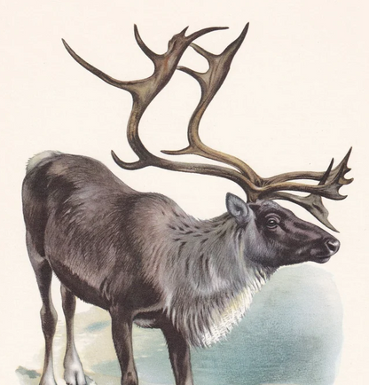 1960 REINDEER aka CARIBOU Print - Vintage Animal Wall Art - Christmas Print - 7.5 x 10.6 Inches