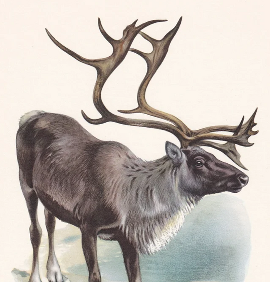 1960 REINDEER aka CARIBOU Print - Vintage Animal Wall Art - Christmas Print - 7.5 x 10.6 Inches