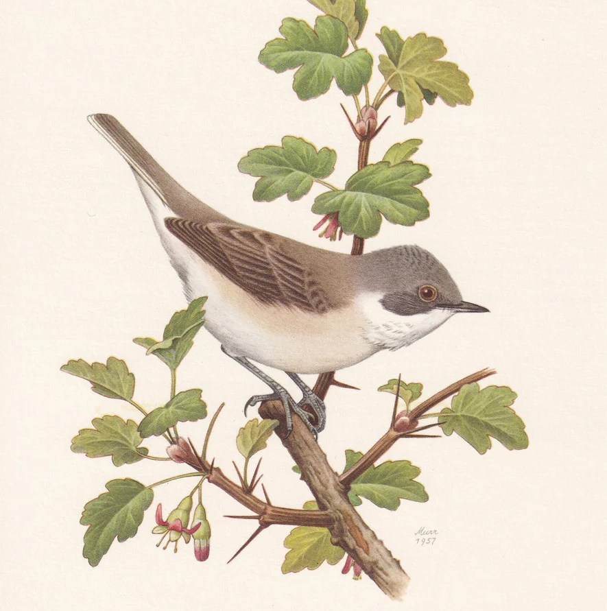1960 LESSER WHITETHROAT Bird Print - Vintage Bird Print - Bird Illustration - Bird Wall Art - Bird Decor - 7.5 x 10.6 Inches