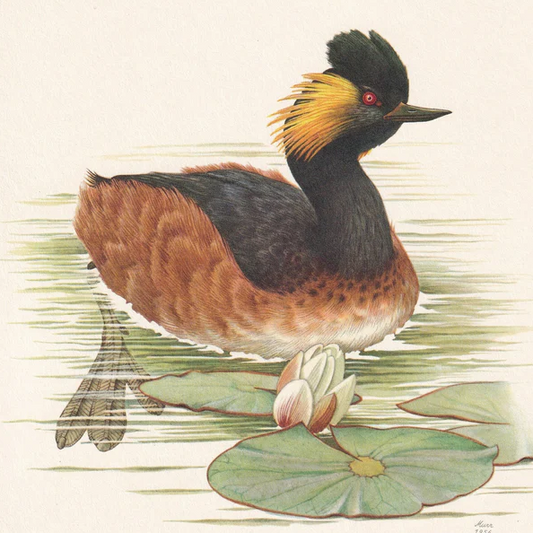 1960 BLACK-NECKED GREBE Bird Print - Vintage Bird Print - Bird Illustration - Bird Wall Art - Bird Decor - 7.5 x 10.6 Inches