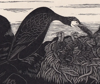 1930 CORMORANT & YOUNG Print Wood Engraving - Bird Wall Art - Bird Engraving - Antique Bird Print - 94 Years Old - 5.25 x 7.75 Inches