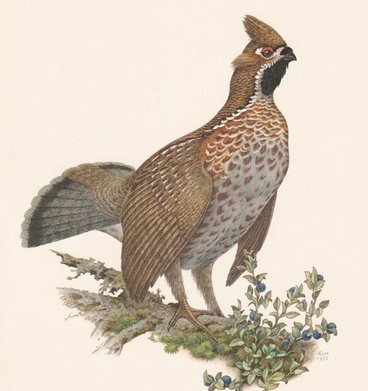 1960 HAZEL GROUSE Bird Print - Vintage Bird Print - Bird Illustration - Bird Wall Art - Bird Decor - 7.5 x 10.6 Inches