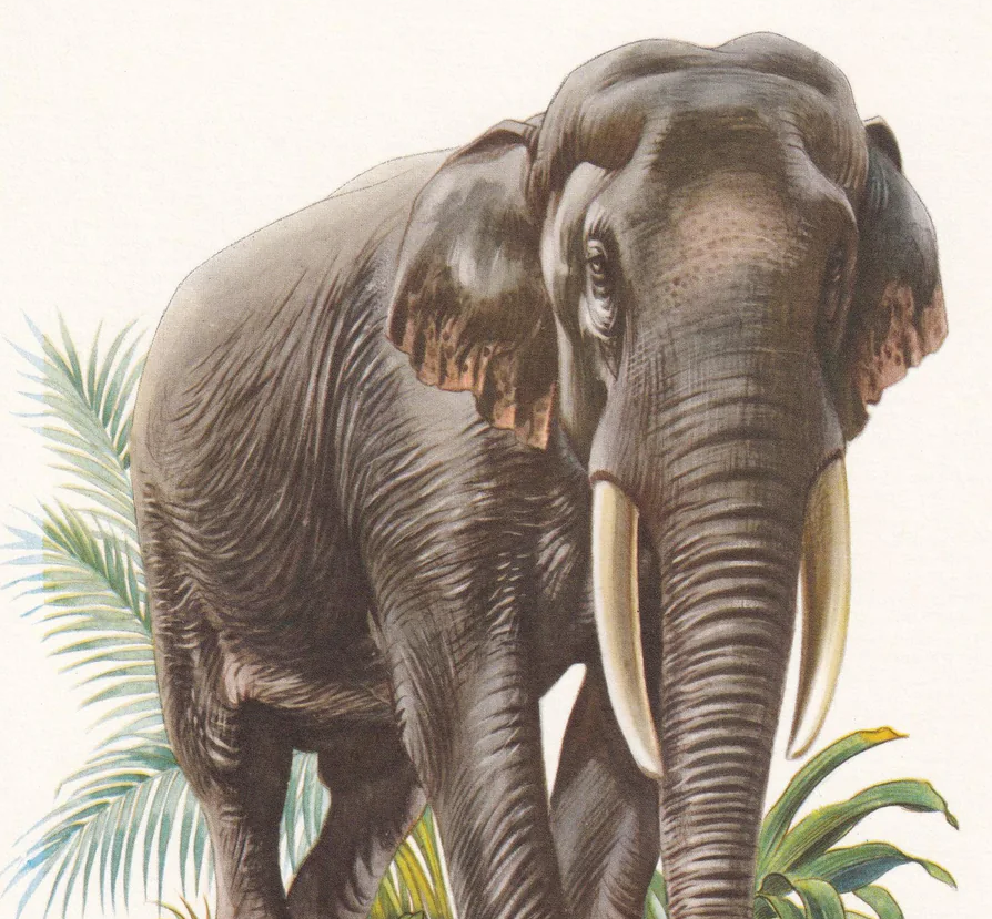 1960 INDIAN ELEPHANT Print - Vintage Animal Wall Art - 7.5 x 10.6 Inches