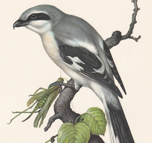 1960 GREAT GREY SHRIKE Bird Print - Vintage Bird Print - Bird Illustration - Bird Wall Art - Bird Decor - 7.5 x 10.6 Inches