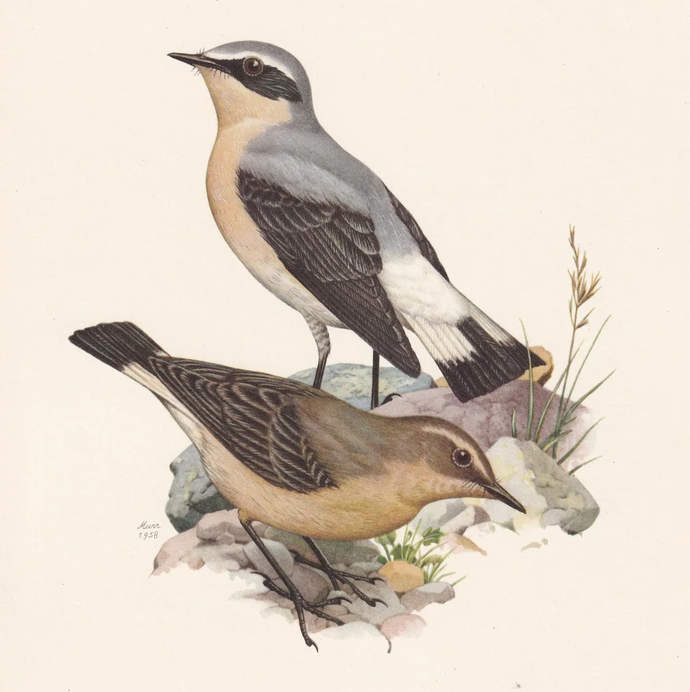 1960 NORTHERN WHEATEAR Bird Print - Vintage Bird Print - Bird Illustration - Bird Wall Art - Bird Decor - 7.5 x 10.6 Inches