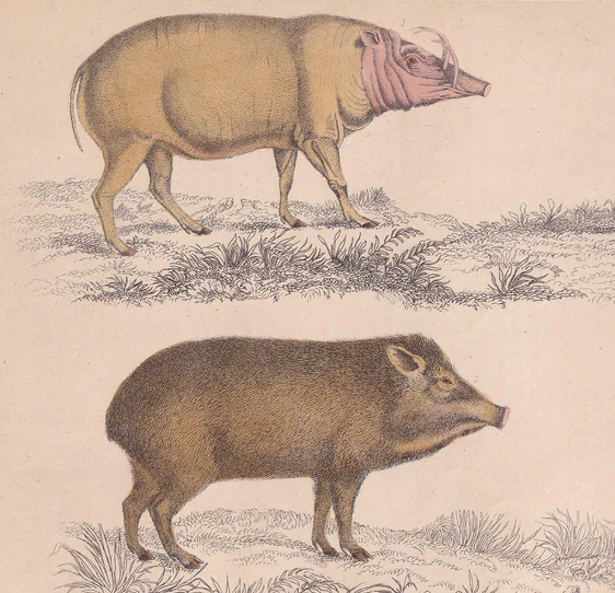 1850 HOG, PIGS, & BOAR Print - Original Antique Hand-Coloured Engraving - Pig Wall Art - Pig Decor - Wild Boar Art - 10 x 6.4 Inches