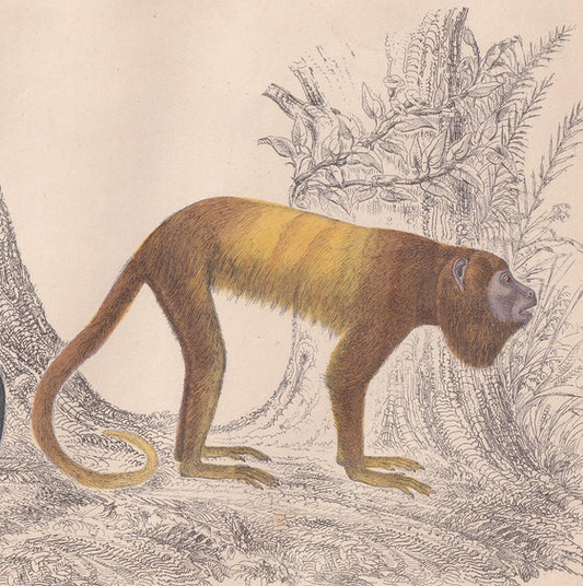 1850 HOWLER MONKEYS Print - Royal & Golden-Tailed - Original Hand-Coloured Engraving - Monkey Wall Art - Monkey Decor - 10 x 6.4 Inches