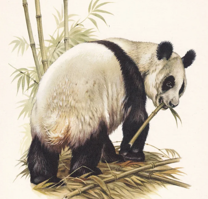1960 GIANT PANDA Print - Vintage Animal Wall Art - 7.5 x 10.6 Inches