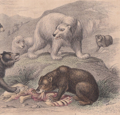1859 BEAR & POLAR BEAR Print - Hand-Coloured Engraving - Bear Wall Art - Antique Bear Decor - 9.5 x 6.5 Inches