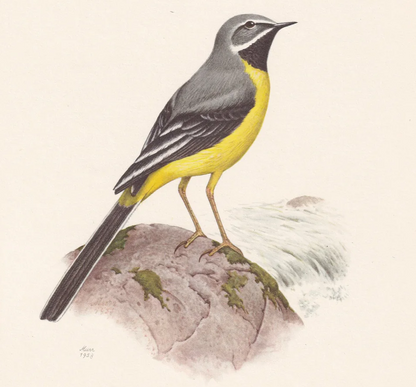 1960 GREY WAGTAIL Bird Print - Vintage Bird Print - Bird Illustration - Bird Wall Art - Bird Decor - 7.5 x 10.6 Inches