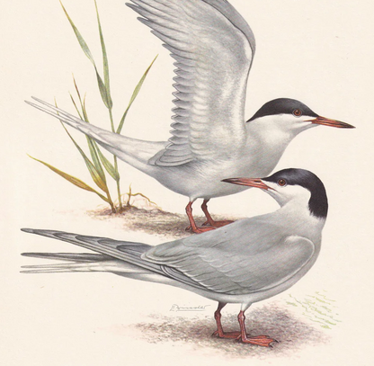 1960 COMMON TERN Bird Print - Vintage Bird Print - Bird Illustration - Bird Wall Art - Bird Decor - 7.5 x 10.6 Inches