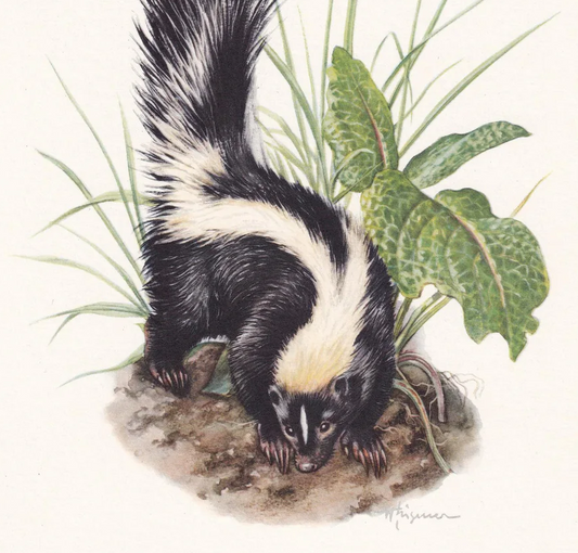 1960 STRIPED SKUNK Print - Vintage Animal Wall Art - 7.5 x 10.6 Inches