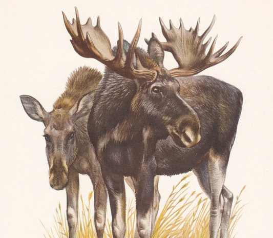 1960 MOOSE Print - Vintage Animal Wall Art - 7.5 x 10.6 Inches