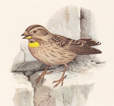 1960 ROCK SPARROW Print - Vintage Bird Print - Bird Illustration - Bird Wall Art - Bird Decor - 7.5 x 10.6 Inches