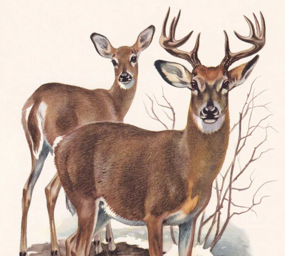 1960 WHITE-TAILED DEER Print - Vintage Animal Wall Art - 7.5 x 10.6 Inches