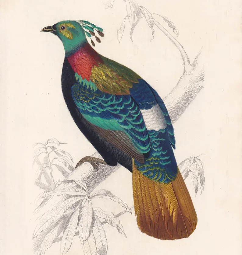 1861 HIMALAYAN MONAL PHEASANT Print - Hand-Coloured Antique Print - Orbigny - Bird Wall Art - Animal Gift Decor - 5.75 x 9.75 Inches