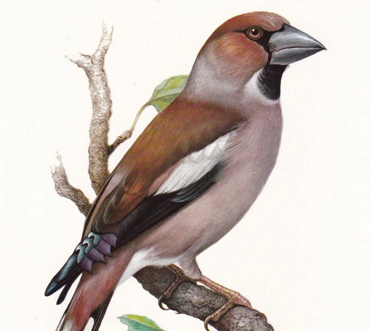 1960 HAWFINCH Bird Print - Vintage Bird Print - Bird Illustration - Bird Wall Art - Bird Decor - 7.5 x 10.6 Inches
