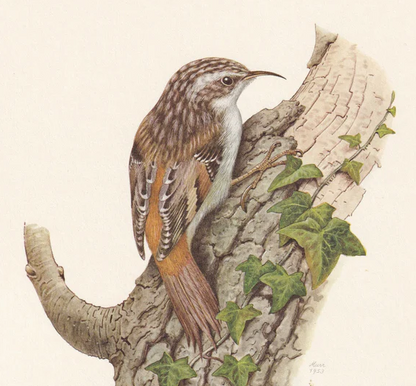 1960  TREECREEPER Bird Print - Vintage Bird Print - Bird Illustration - Bird Wall Art - Bird Decor - 7.5 x 10.6 Inches
