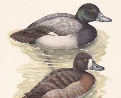 1960 GREATER SCAUP DUCK Bird Print - Vintage Bird Print - Bird Illustration - Bird Wall Art - Bird Decor - 7.5 x 10.6 Inches