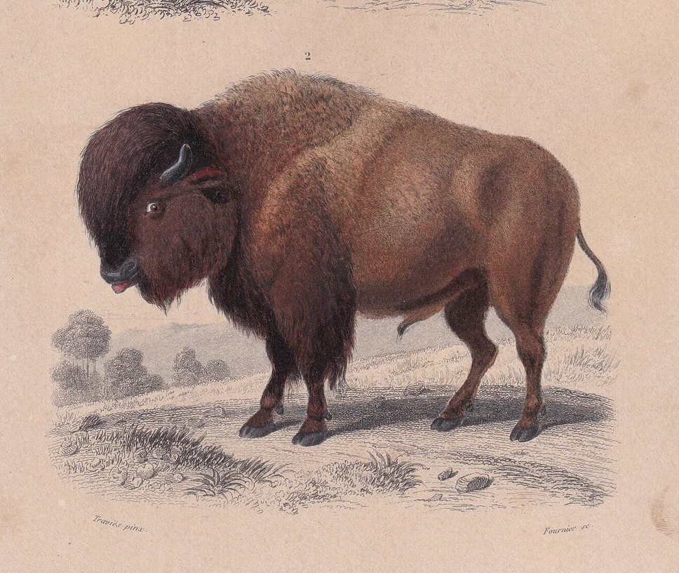 1861 BISON & COW Print - Hand-Coloured Antique - Orbigny - Animal Wall Art - Gift Decor - 19th Century - 5.75 x 9.75 Inches