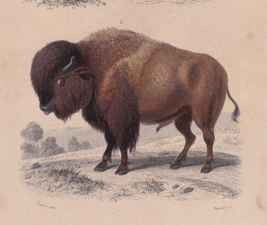 1861 BISON & COW Print - Hand-Coloured Antique - Orbigny - Animal Wall Art - Gift Decor - 19th Century - 5.75 x 9.75 Inches