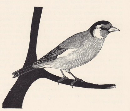 1929 GOLDFINCH BIRD Print Wood Engraving - Bird Wall Art - Bird Wood Engraving - Antique Animal Print - 95 Years Old - 7.25 x 8 Inches