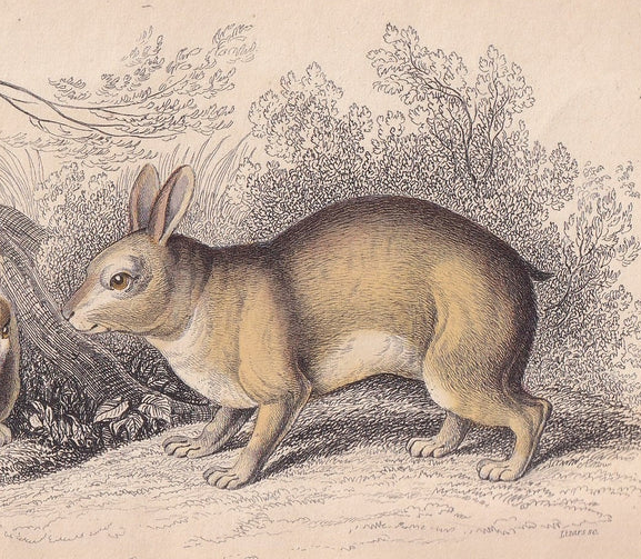 1843 TAPETI Print - Antique Tapeti Wall Art - Rabbit Print - Rabbit Wall Art - 4.15 x 6.7 Inches