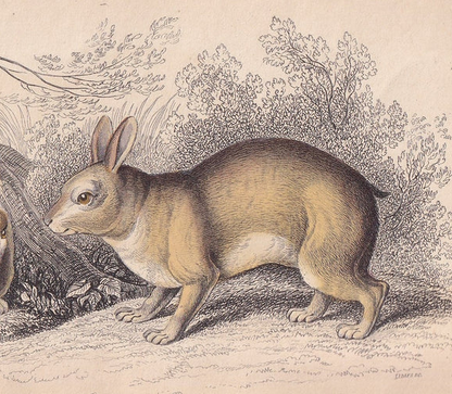 1843 TAPETI Print - Antique Tapeti Wall Art - Rabbit Print - Rabbit Wall Art - 4.15 x 6.7 Inches