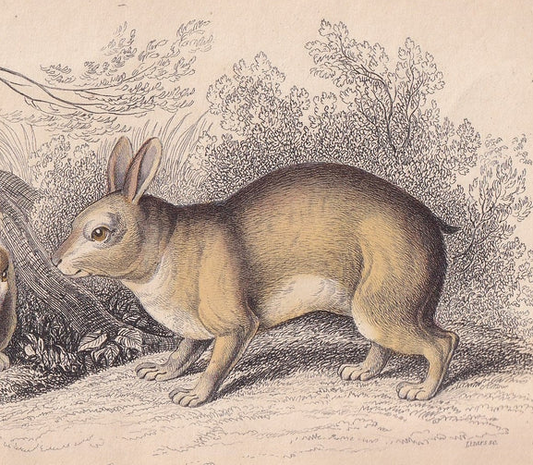 1843 TAPETI Print - Antique Tapeti Wall Art - Rabbit Print - Rabbit Wall Art - 4.15 x 6.7 Inches