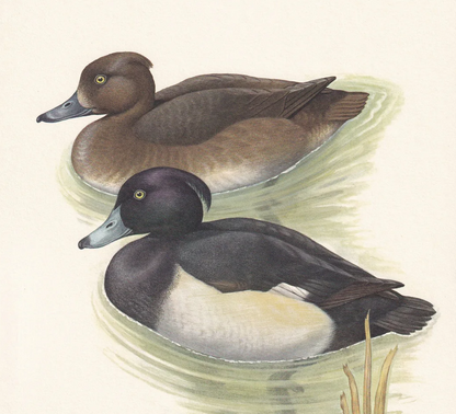 1960 TUFTED DUCK Bird Print - Vintage Bird Print - Bird Illustration - Bird Wall Art - Bird Decor - 7.5 x 10.6 Inches