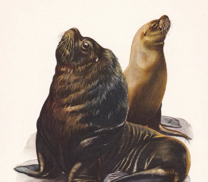 1960 SOUTHERN SEA LION Print - Vintage Animal Wall Art - 7.5 x 10.6 Inches
