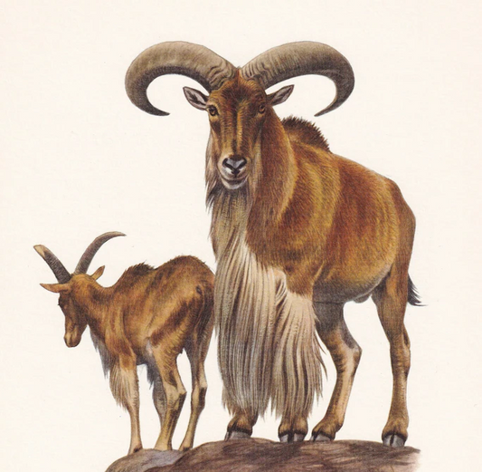 1960 BARBARY SHEEP Print - Vintage Animal Wall Art - 7.5 x 10.6 Inches