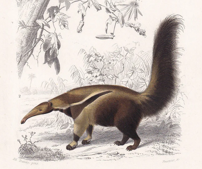 1861 ANTEATER Print - Hand-Coloured Antique Print - Orbigny - Anteater Wall Art - Animal Gift Decor - 5.75 x 9.75 Inches