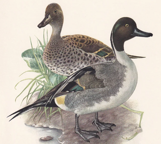 1960 NORTHERN PINTAIL DUCK Bird Print - Vintage Bird Print - Bird Illustration - Bird Wall Art - Bird Decor - 7.5 x 10.6 Inches